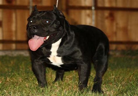 Black Pit Bull Dogs - Are They Really Popular? • AMERICAN BULLY DOG BREED INFO CENTER