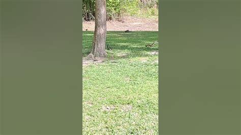 Squirrels Invaded My Yard Youtube