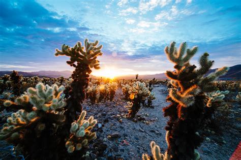 Expose Nature: Sunrise at Joshua Tree National Park, California [OC ...