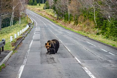 【クマの駆除はかわいそう？】クマ被害はなぜ発生するのか その原因と対策を3段階で解説（wedge）｜dメニューニュース（nttドコモ）