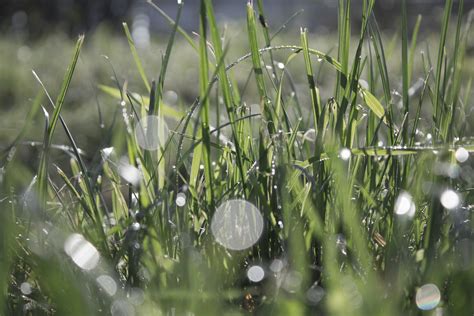 Kostenlose Foto Wasser Natur Gras Tau Rasen Wiese Sonnenlicht