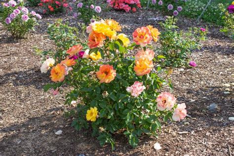 Rosa Veranda® 'Fiesta' Korhesanwes Rose | Garden Center Marketing