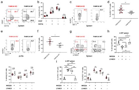 Fam13a Slows Down Nk Cell Maturation A Representative Facs Plots Of