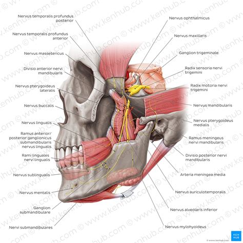 Nervus Mentalis Anatomie Verlauf Und Funktion Kenhub