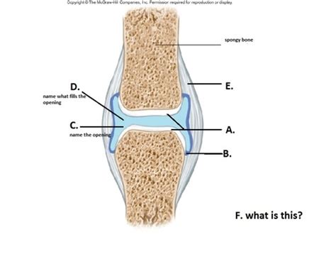 Synovial Joint Anatomy Flashcards Quizlet