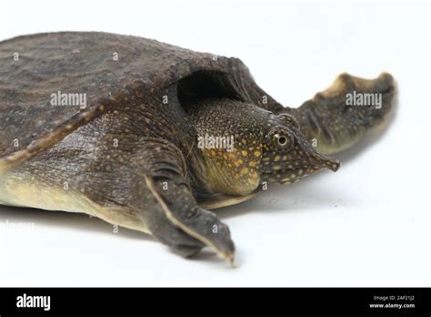 Common Softshell Turtle Or Asiatic Softshell Turtle Amyda Cartilaginea