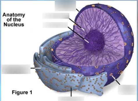 Anatomy Nucleus Diagram Quizlet