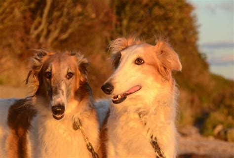 How Much Do Borzois Cost National Borzoi Club