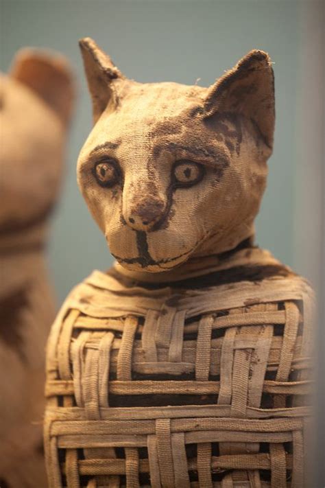 Los Gatos Ya Eran Virales En El Antiguo Egipto