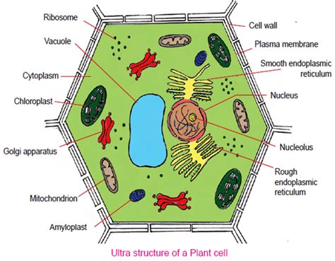 Simple Plant Cell Diagram For Class 9 Img Palmtree