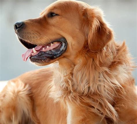 Color de malva heroína Nabo cuantos cachorros tienen los golden