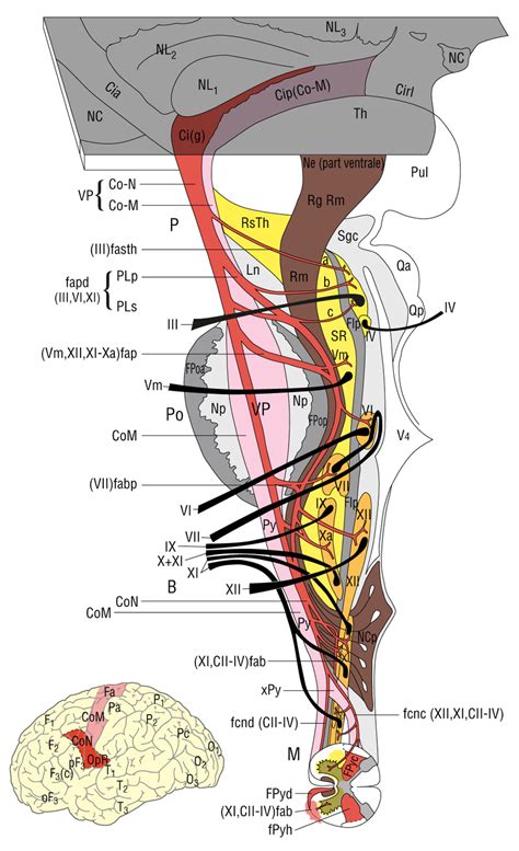 Dejerines Drawing Of The Corticobulbar Fibers With The Corticospinal