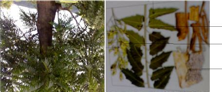 (a) Ailanthus excelsa tree and (b) flowers, leaves and barks of ...