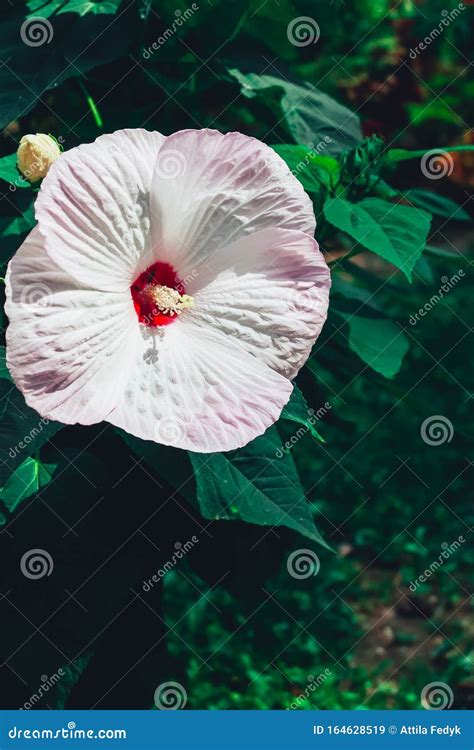 Hibiscus Rosa Sinensis Umgangssprachlich Als Chinrosenrose Bekannt