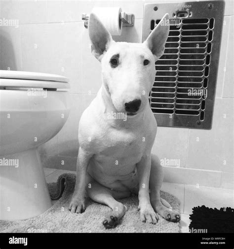 Dog toilet seat hi-res stock photography and images - Alamy