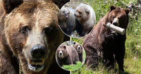 We Had To Make The Difficult Decision Seattle Zoos Oldest Grizzly