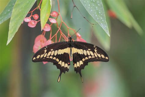 Exploring The Allure Of Black And Yellow A Colorful Journey