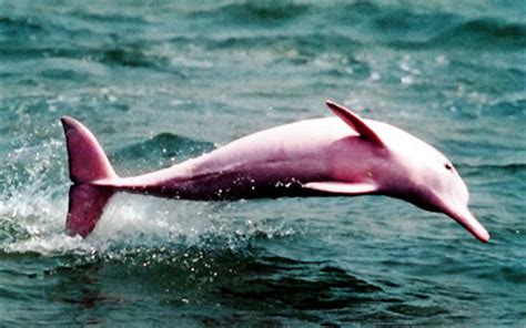 The Pink Dolphin Travel Blog