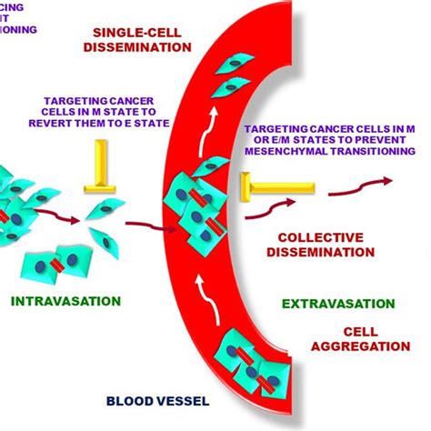 Potential Approaches To Target Epithelial Mesenchymal Plasticity Download Scientific Diagram