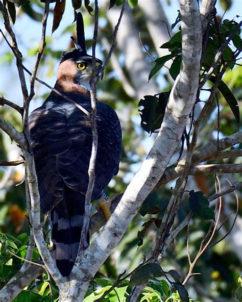 Foto gavião de penacho Spizaetus ornatus Por Fernando Bittencourt