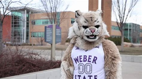 Weber State Admissions On Twitter Waldo The Wildcat Is Weber States