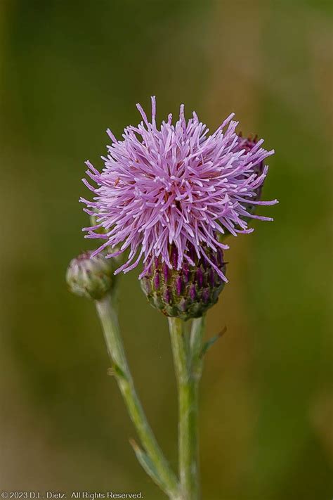 Thistle 1 2019 07 04 Thistle Crosswinds Marsh Wayne Flickr