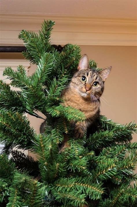 4 Creative Ways To Cat Proof Your Christmas Tree Cattime Katzen Fakten Katze Weihnachten