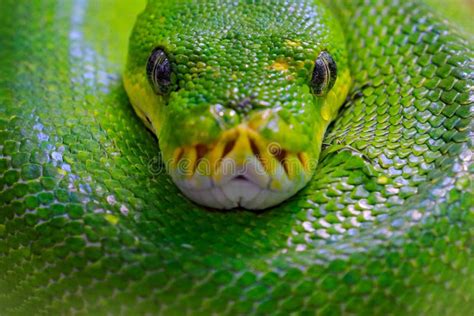 Pit N Verde Del Rbol Viridis De Morelia Serpiente De Indonesia