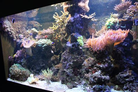 Coral reef aquarium - ZooChat