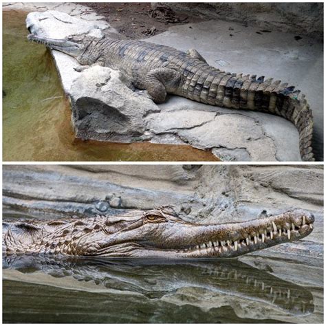 Lolong Size Comparison