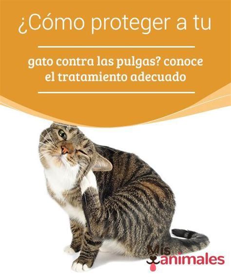 C Mo Proteger A Tu Gato Contra Las Pulgas Conoce El Tratamiento