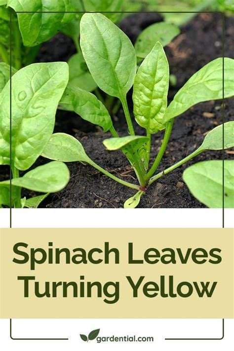 Spinach Leaves Turning Yellow Gardential