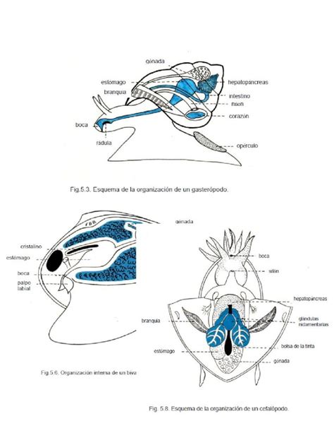 Docx Anatomia De Algunos Organismos Acuaticos Dokumentips