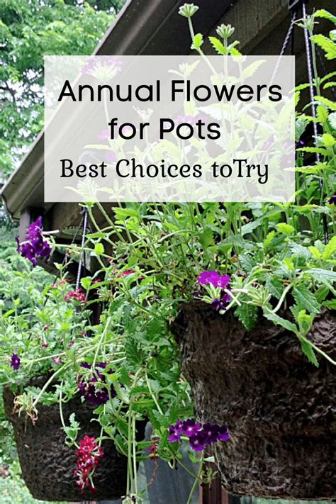 Best Flowers for Containers - Annual Plants for Color All Season Long