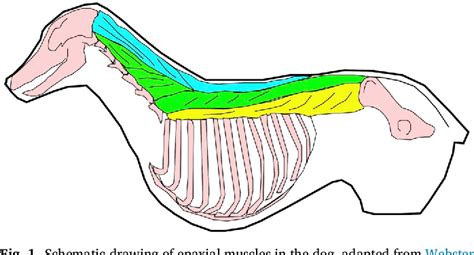 Structure of longissimus cervicis muscle | Semantic Scholar