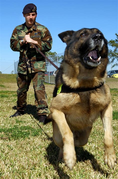 Military Working Dogs Handlers Train For Mission Success Air Force