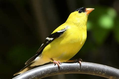 What Do Baby American Goldfinches Eat Answered Outlife Expert