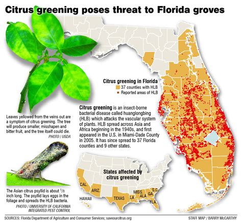 Florida Orange Groves Map Printable Maps