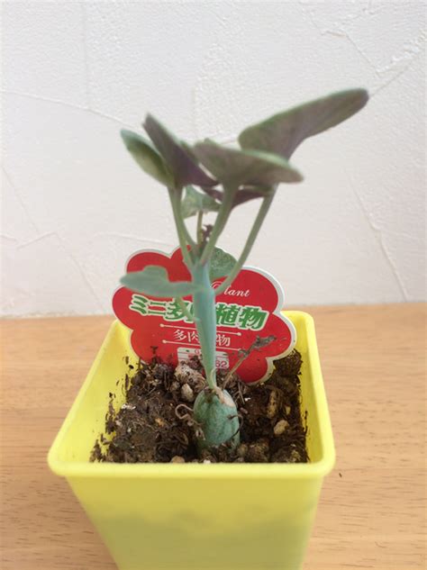 ダイソーでレアで珍しい観葉植物をゲットPart⑮ 我が家の観葉植物を紹介します