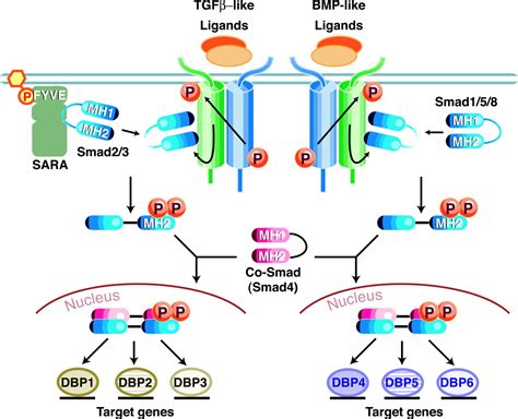 Signal Transduction by the TGF β Superfamily Science