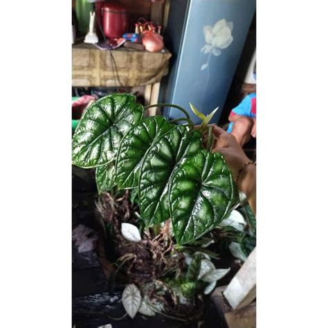 Jual TERJANGKAU Alocasia Dragon Scale KALIMANTAN Shopee Indonesia