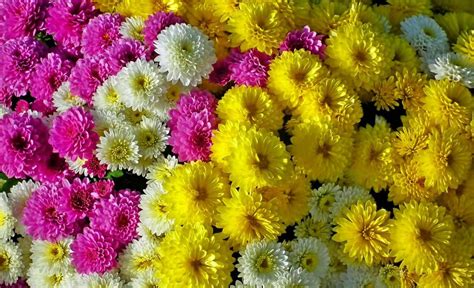 Chrysanthemum Meaning And Symbolism Allwaysflower