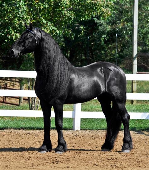 Friesian Horse Breed Information, History, Videos, Pictures