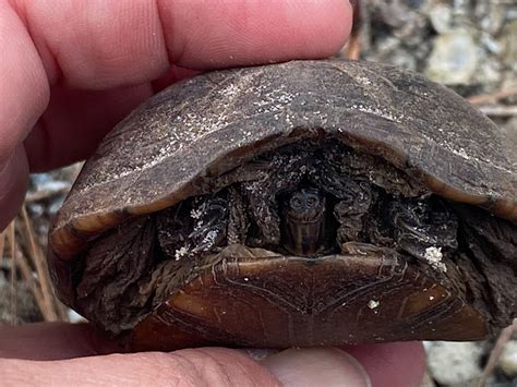 Mud Turtle