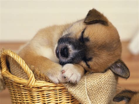 Sleepy - Puppies Wallpaper (9415133) - Fanpop