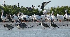 Category Laguna de Términos Wikimedia Commons