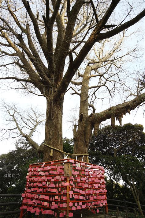 ゆんフリー写真素材集 No 9096 江島神社辺津宮 絵馬 [日本 神奈川]