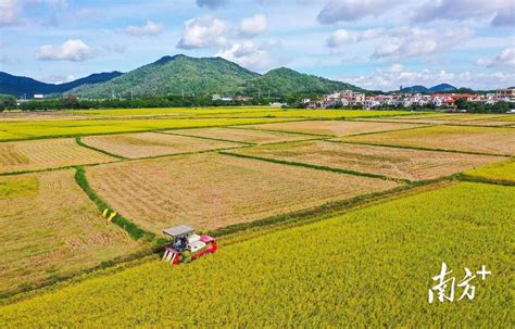 中山市农业农村局：绿水青山入画来，美丽乡村“精准”蝶变建设清单伍杰