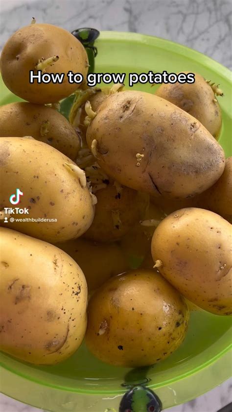 How To Grow Potatoes Artofit