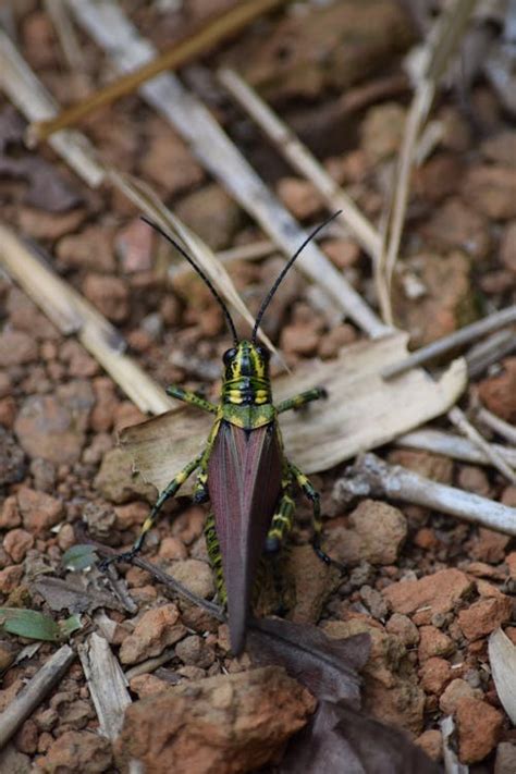 Close-Up Shot of a Cricket · Free Stock Photo